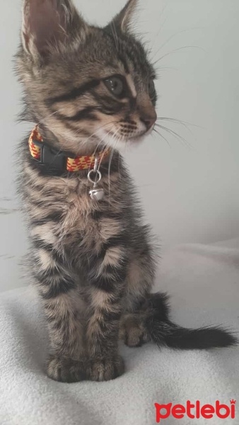 Norwegian Forest, Kedi  Prens fotoğrafı