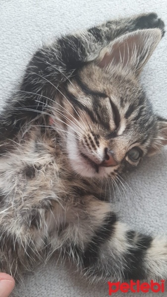 Norwegian Forest, Kedi  Prens fotoğrafı