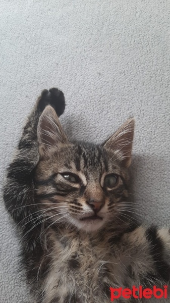Norwegian Forest, Kedi  Prens fotoğrafı