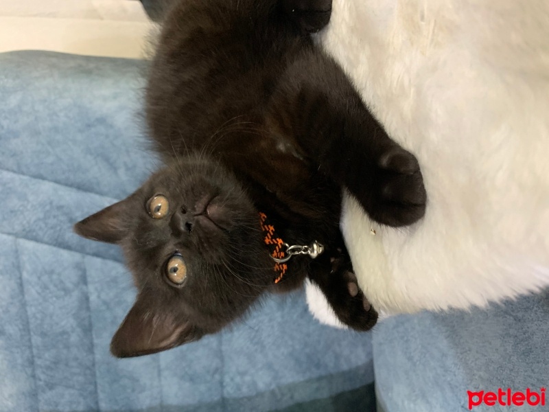 British Shorthair, Kedi  Gece ? fotoğrafı