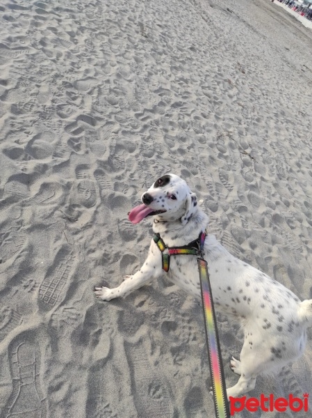 Alman Av Terrieri, Köpek  Safir fotoğrafı