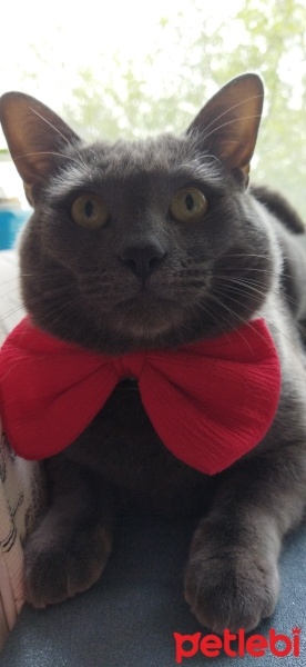 British Shorthair, Kedi  Duman fotoğrafı