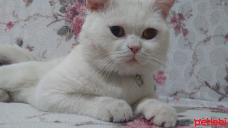 Scottish Fold, Kedi  Paşa fotoğrafı