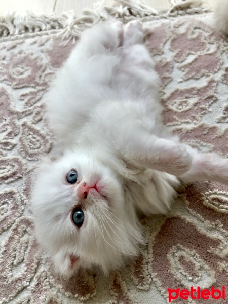 Scottish Fold, Kedi  Pamuk fotoğrafı
