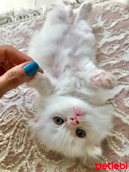 Scottish Fold, Kedi  Pamuk fotoğrafı