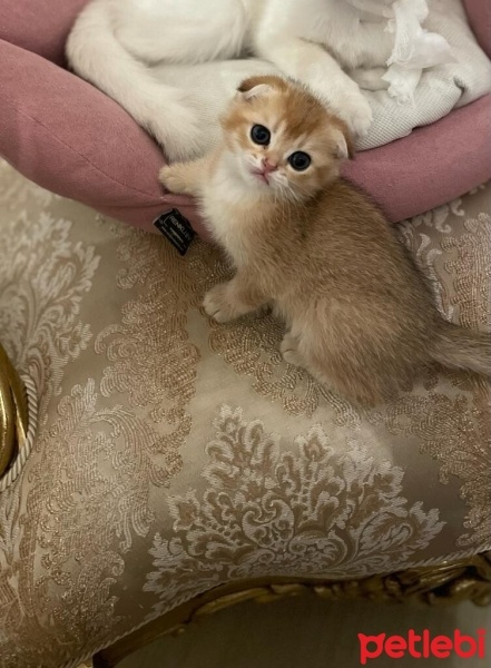 Scottish Fold, Kedi  Scottish Fold Golden fotoğrafı