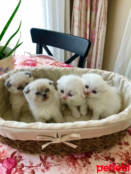 Scottish Fold, Kedi  Küçük  patiler fotoğrafı