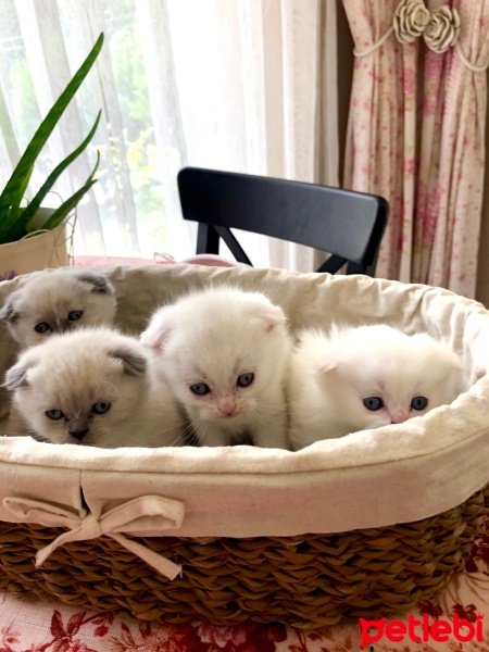 Scottish Fold, Kedi  Küçük  patiler fotoğrafı