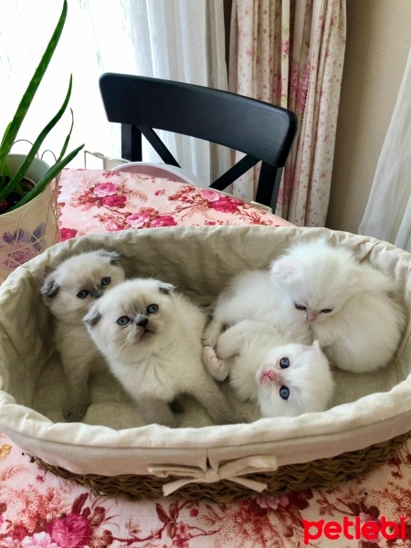 Scottish Fold, Kedi  Küçük  patiler fotoğrafı