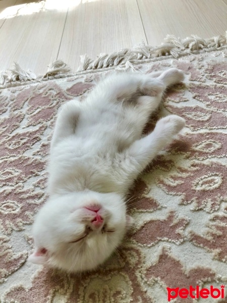 Scottish Fold, Kedi  Boncuk fotoğrafı