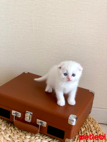 Scottish Fold, Kedi  Boncuk fotoğrafı