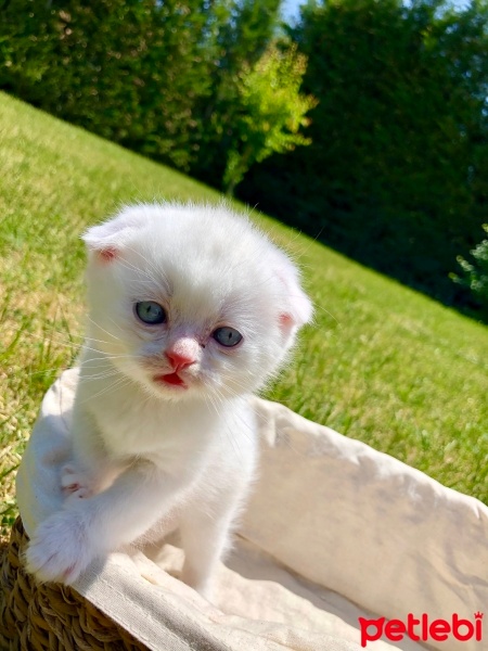 Scottish Fold, Kedi  Boncuk fotoğrafı