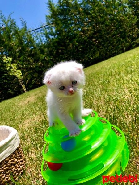 Scottish Fold, Kedi  Boncuk fotoğrafı
