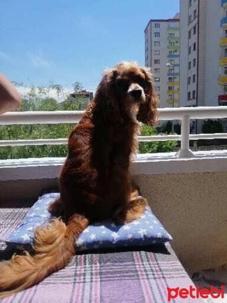 Cavalier King Charles Spanieli, Köpek  Murphy fotoğrafı
