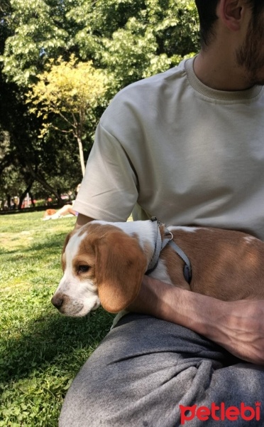 Beagle, Köpek  Odin fotoğrafı