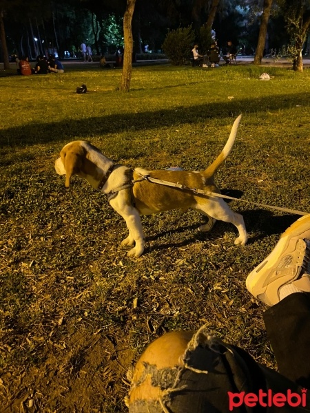 Beagle, Köpek  Odin fotoğrafı