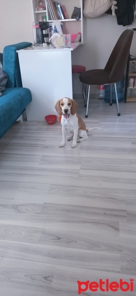 Beagle, Köpek  Odin fotoğrafı
