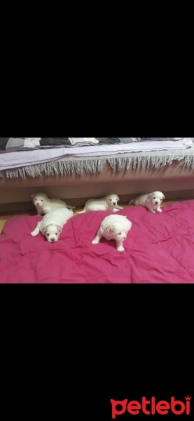 Maltese, Köpek  Yavru fotoğrafı