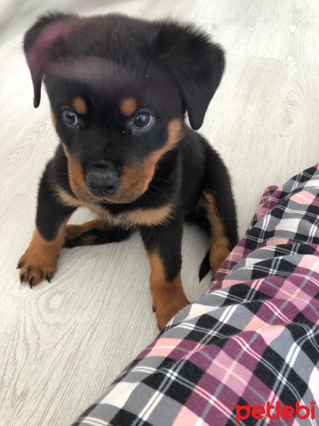 Rottweiler, Köpek  Neo fotoğrafı