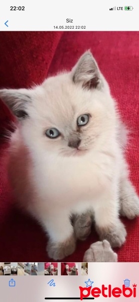 British Shorthair, Kedi  Oscar fotoğrafı