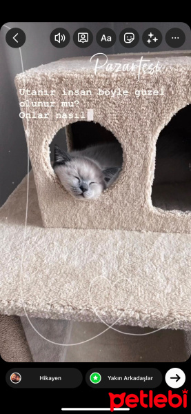 British Shorthair, Kedi  Oscar fotoğrafı