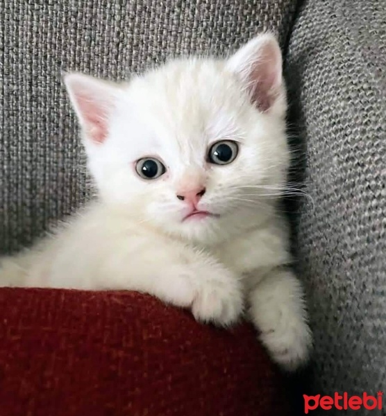 British Shorthair, Kedi  Mia fotoğrafı