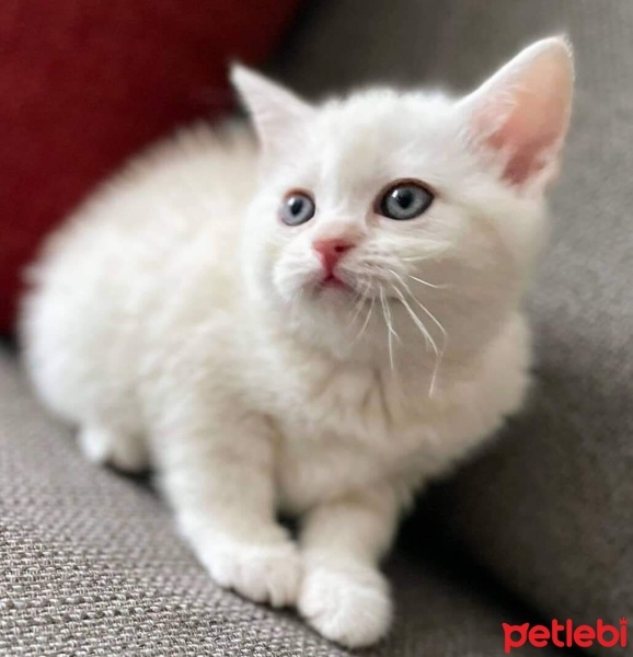 British Shorthair, Kedi  Mia fotoğrafı