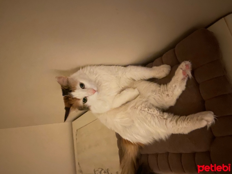 European Shorthair, Kedi  Minnak fotoğrafı