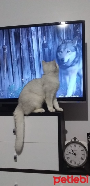British Shorthair, Kedi  Itırsu fotoğrafı