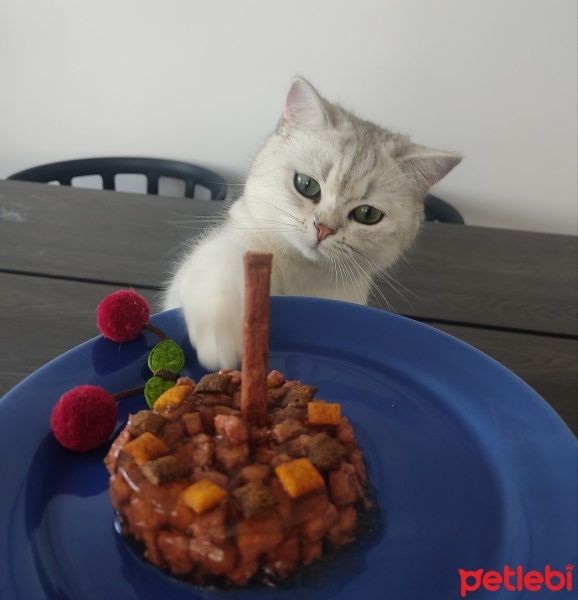 British Shorthair, Kedi  Itırsu fotoğrafı
