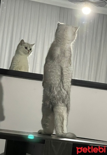British Shorthair, Kedi  Itırsu fotoğrafı