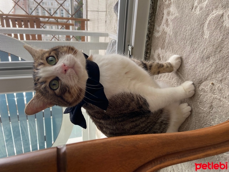 Tekir Kedi, Kedi  Göbüş fotoğrafı