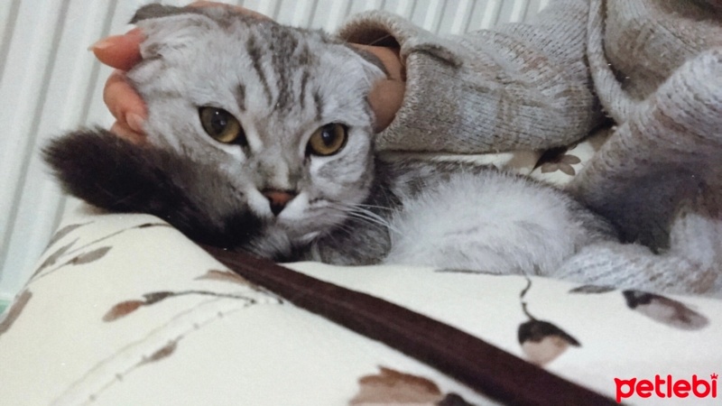 Scottish Fold, Kedi  Müezza fotoğrafı