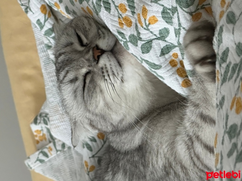 Scottish Fold, Kedi  Müezza fotoğrafı