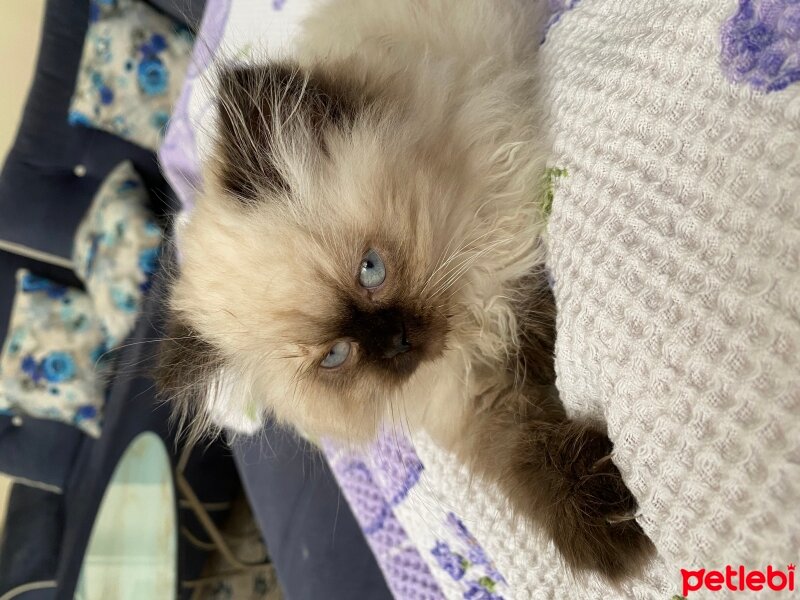 British Longhair, Kedi  Yumoş fotoğrafı