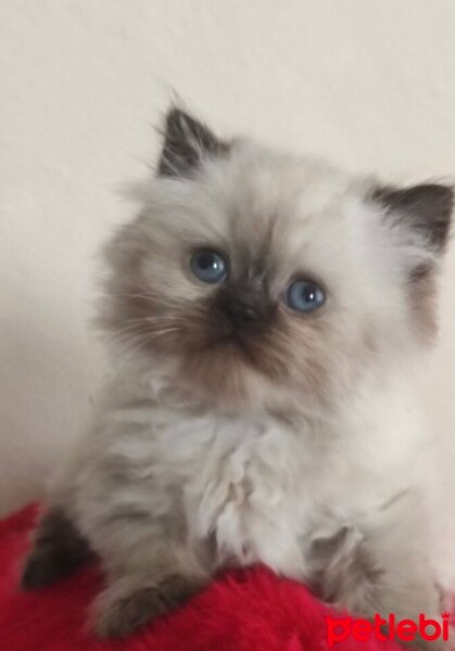 British Longhair, Kedi  Yumoş fotoğrafı