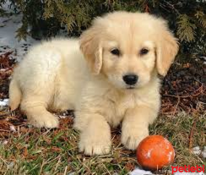 Golden Retriever, Köpek  poseidon fotoğrafı