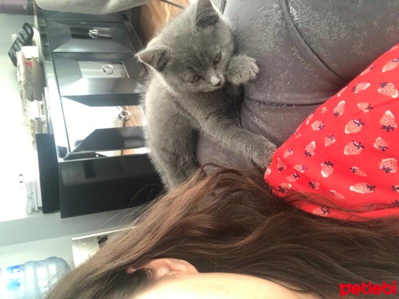 British Shorthair, Kedi  Gümüş fotoğrafı