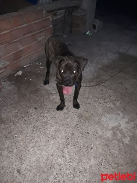 Cane Corso Italiano, Köpek  Carlos fotoğrafı