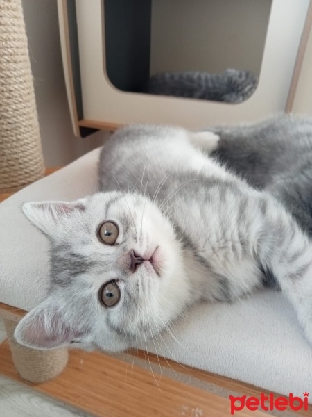 Scottish Fold, Kedi  Pamuk fotoğrafı