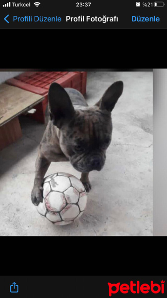 Fransız Bulldog, Köpek  Oscar fotoğrafı