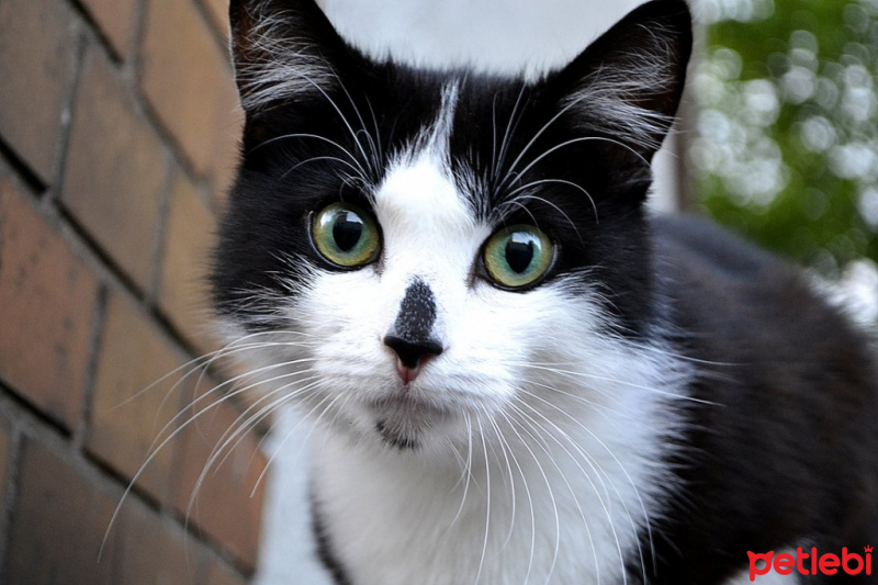 Tuxedo (Smokin) Kedi, Kedi  felix fotoğrafı