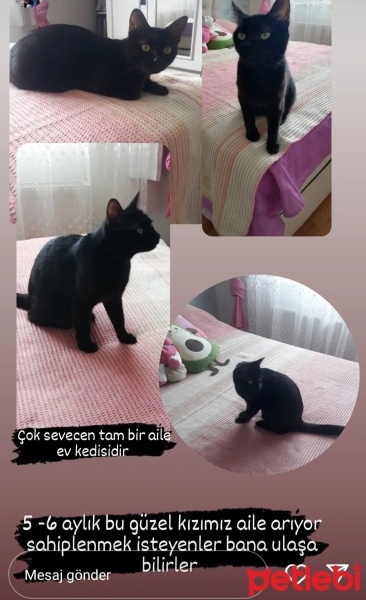 Bombay, Kedi  Gece fotoğrafı