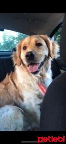 Golden Retriever, Köpek  Alice fotoğrafı