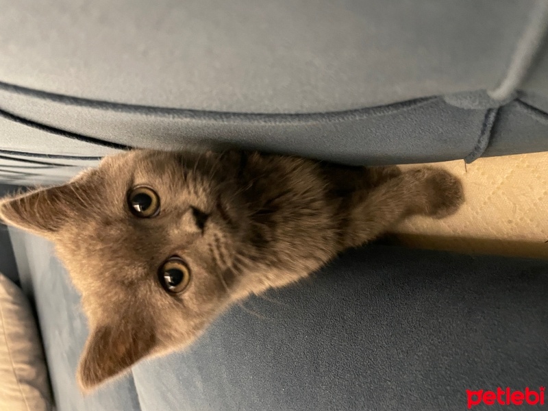Brazilian Shorthair, Kedi  Sylvanas fotoğrafı