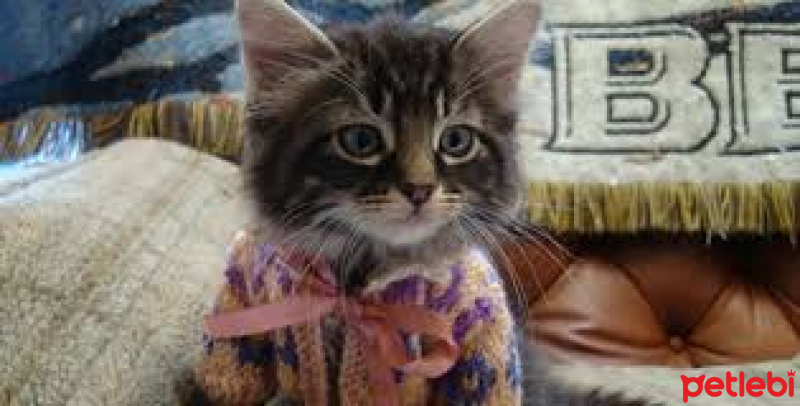 Soke, Kedi  gandalf fotoğrafı