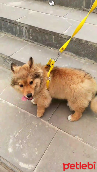 Welsh Terrier, Köpek  Paşa fotoğrafı