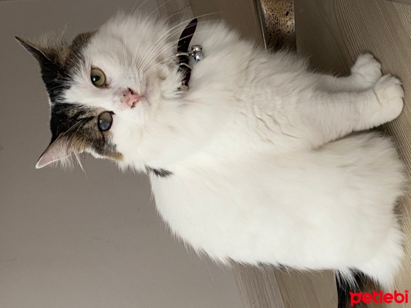 Tekir Kedi, Kedi  Mia fotoğrafı