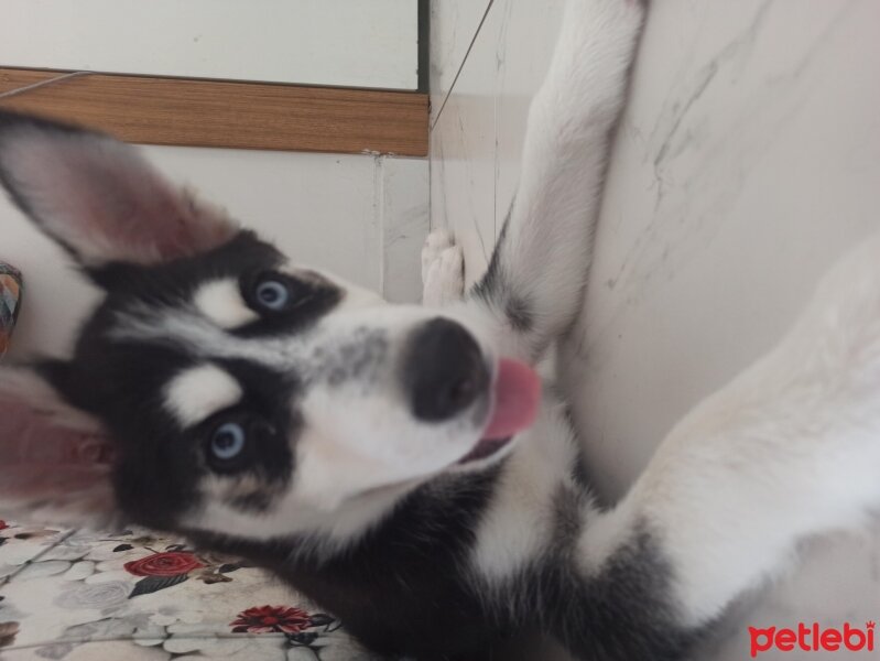 Sibirya Kurdu (Husky), Köpek  Mia fotoğrafı