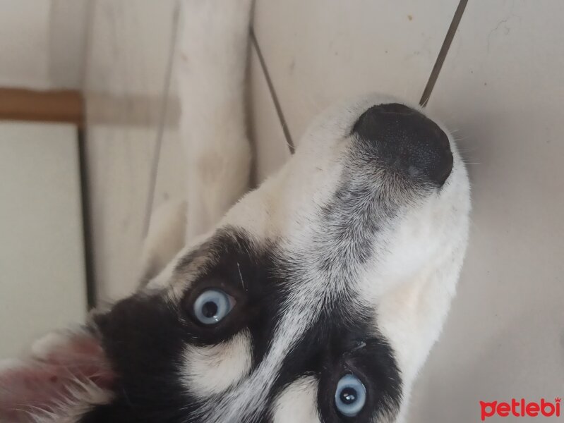 Sibirya Kurdu (Husky), Köpek  Mia fotoğrafı